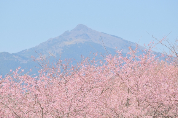 いばらきフラワーパーク提供