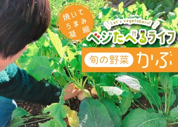 野菜ソムリエプロの緒方湊くんに❝かぶ❞のことを教えてもらいました！