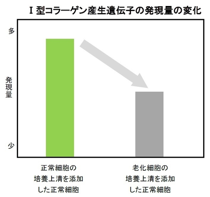 I型コラーゲン産生遺伝子の発現量の変化(培養上清を添加した場合)