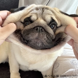 ぶひ可愛い♪パグ・シーズーなど「鼻ぺちゃ犬」作品が名古屋に集結 「鼻ぺちゃ展2026」5/2(土)～開催！会場限定グッズも多数展開