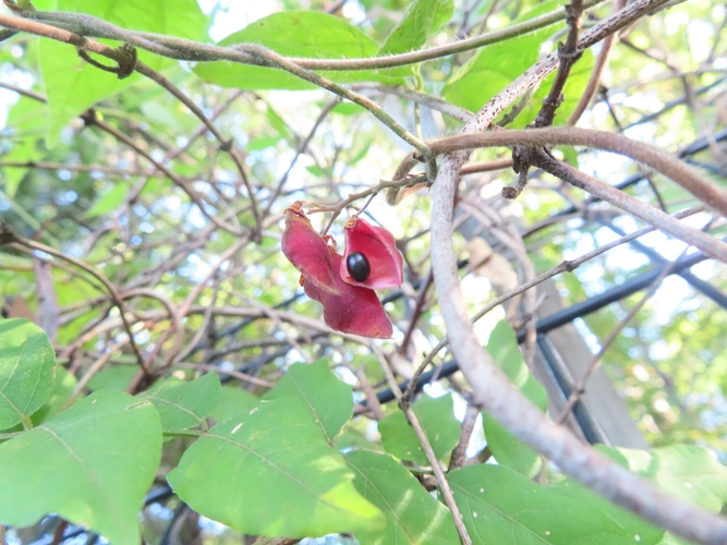 トキリマメ　　