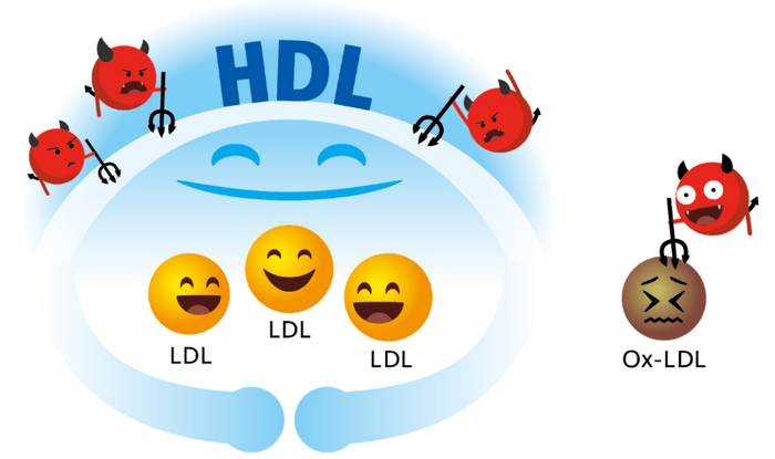 HDLがLDLの酸化を防ぐイメージ図