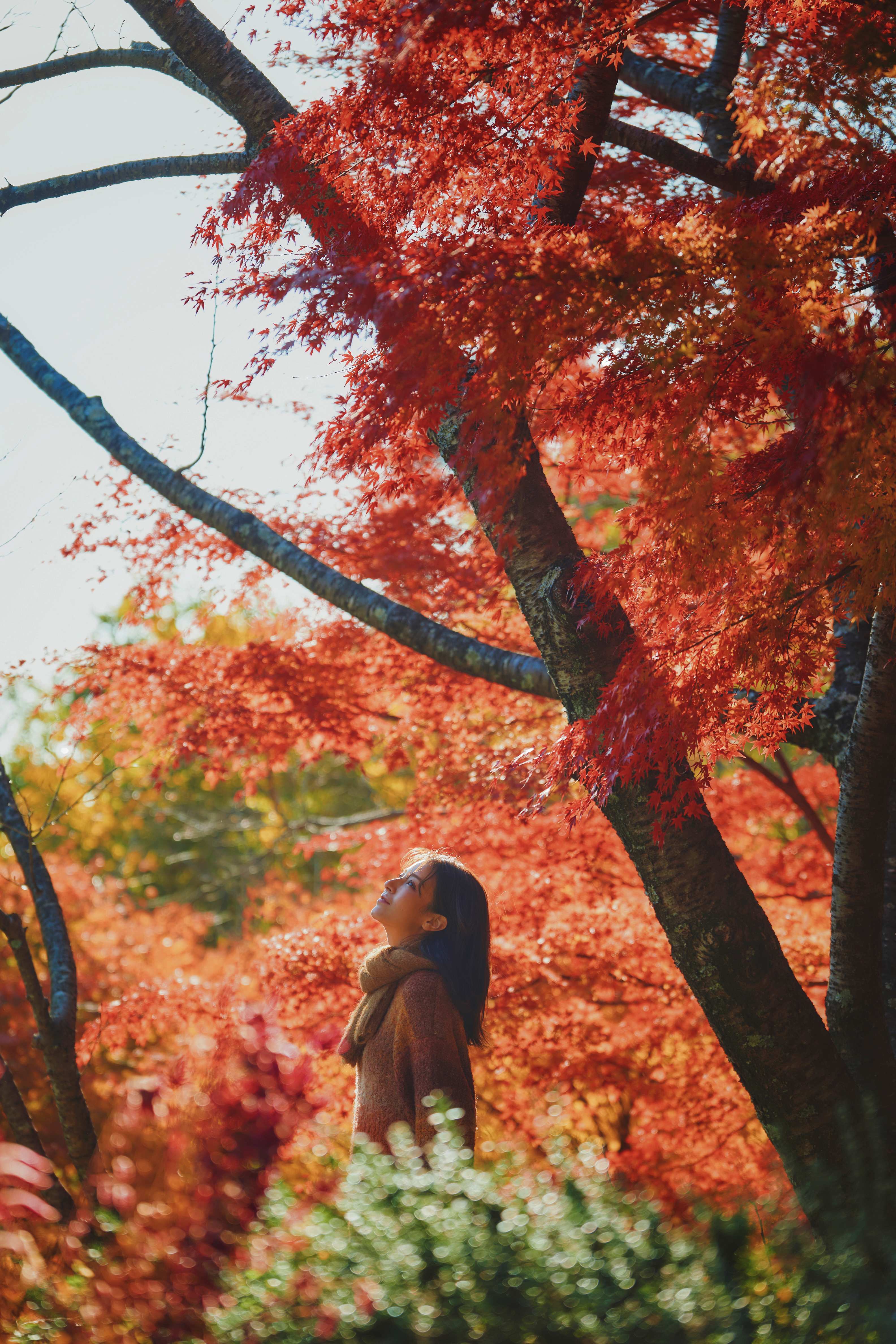 「布引の紅葉」の中で優雅に過ごす(4)