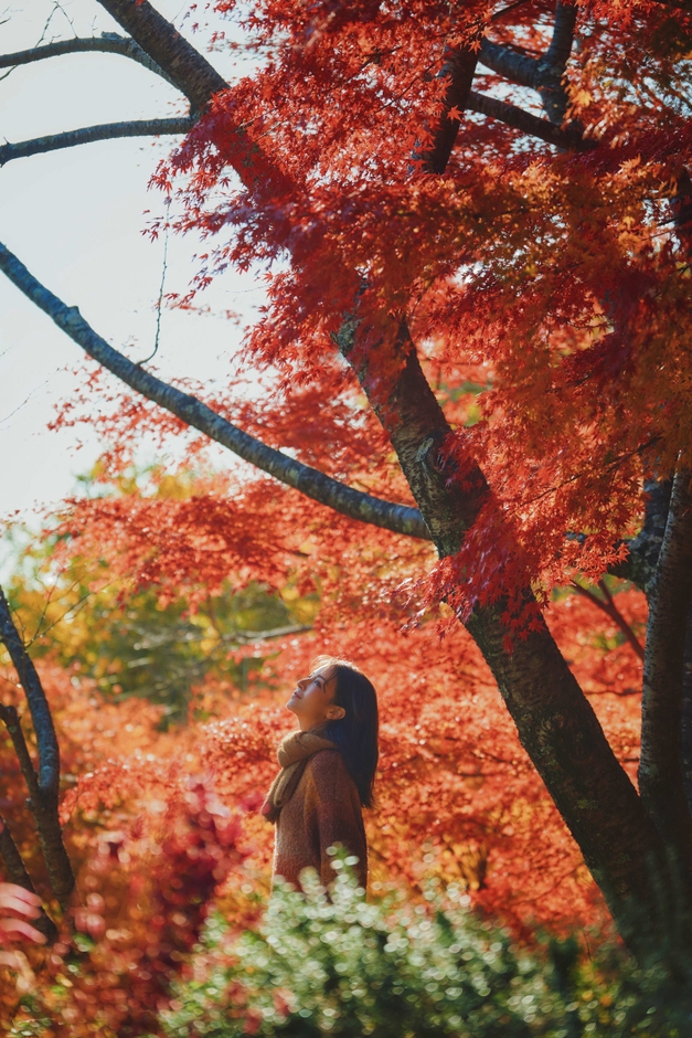 「布引の紅葉」の中で優雅に過ごす(4)