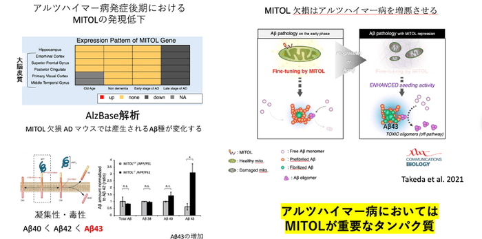 MITOL欠損によるアルツハイマーの増悪