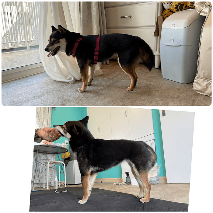 犬のゼロポジションBefore After