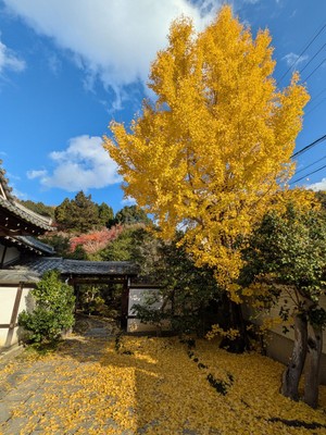 銀杏