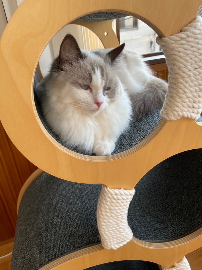 お泊り猫の様子(7)