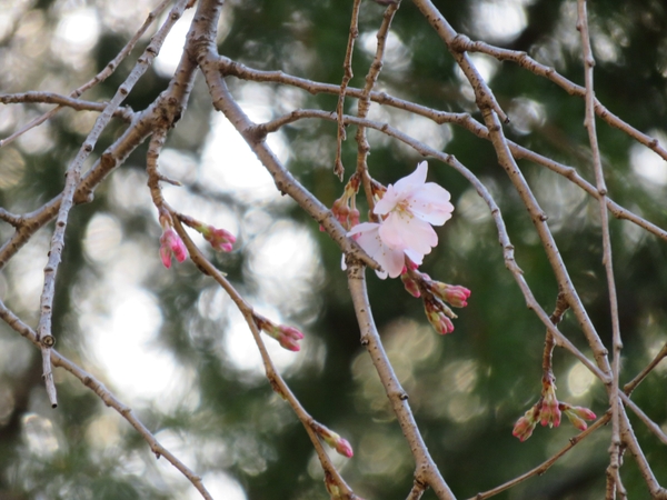 旧古河庭園シダレザクラ(3月16日撮影)