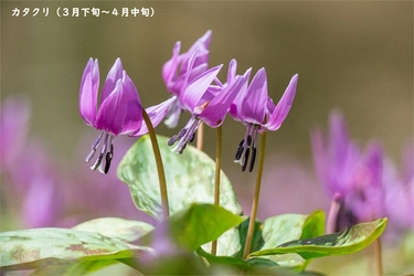 【六甲高山植物園】2021年3月20日（土） 春の訪れとともにシーズンOPEN！