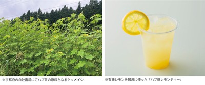 京都府の自社農場にてハブ茶の原料となるケツメイシ／有機レモンを贅沢に使った「ハブ茶レモンティー」