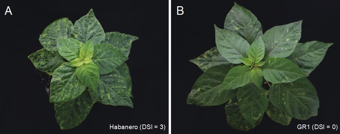 トウガラシ(Capsicum chinense)に見られるベゴモウイルス抵抗性の違い(A)ベゴモウイルス感受性トウガラシHabaneroでは病気による症状がひどい(B)抵抗性トウガラシGR1では症状が軽い(DSIは病気による症状の程度を示し、数字が大きいほど症状が強く出ていることを示す。)