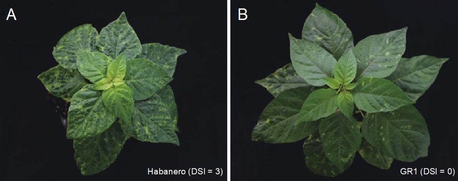 トウガラシ(Capsicum chinense)に見られるベゴモウイルス抵抗性の違い(A)ベゴモウイルス感受性トウガラシHabaneroでは病気による症状がひどい(B)抵抗性トウガラシGR1では症状が軽い(DSIは病気による症状の程度を示し、数字が大きいほど症状が強く出ていることを示す。)