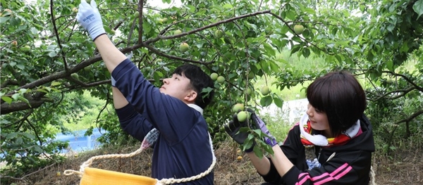 近畿大学附属湯浅農場での収穫風景