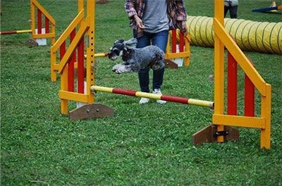 ワンちゃん大運動会開催時の様子