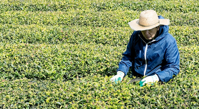 新緑で奏でるハーモニー ～広島茶々ヌーンティー2026～
