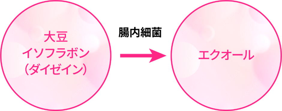 エクオール産生菌といわれる菌がいるかどうかがわかる「エクオールカテゴリー」