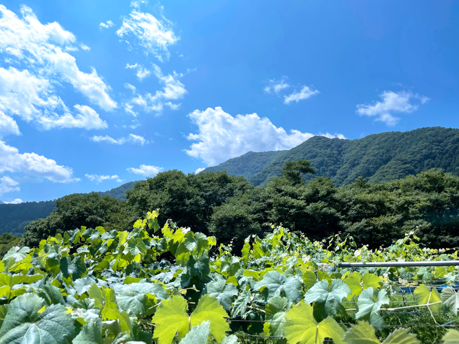 長野県北部の山あいに広がる中村農園