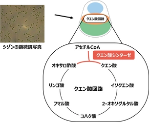 温泉紅藻から触媒効率の高いクエン酸シンターゼを発見 明治大学大学院農学研究科 西井麻貴・小山内崇准教授らの研究グループ