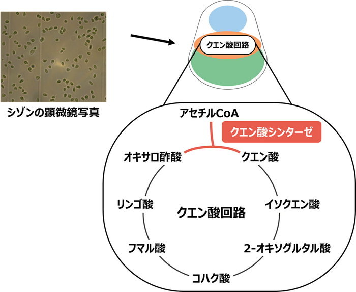 図１