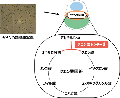 図1