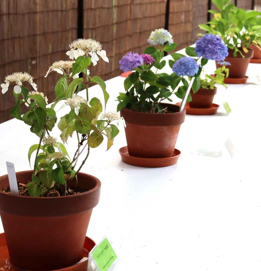 あじさい展(令和5年度撮影)