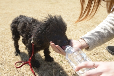 トイ・プードルのお散歩についていかがでしたか?今のお散歩時間が果たして愛犬にとって適切な量なのか、一度見直してみる事も大切です!