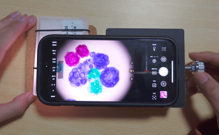 ボルボックスの標本を観察している様子