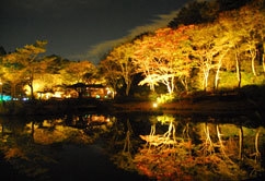 六甲高山植物園 紅葉ライトアップの様子