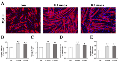 「Yi et al., IJMS 2022」の図１より引用