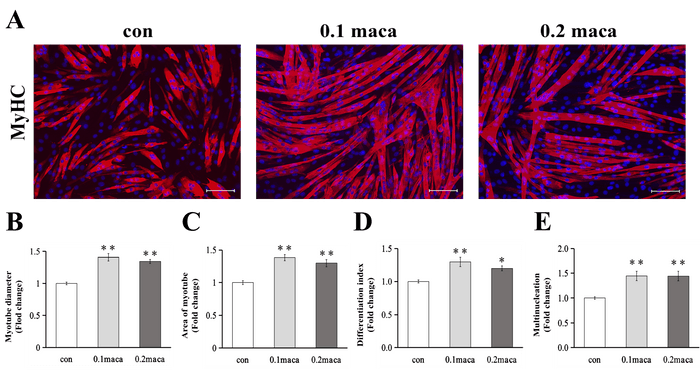 「Yi et al., IJMS 2022」の図１より引用