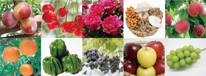 日本の原風景が広がる長野県中野市は、懐かしい自然を残しつつ、常に時代に先駆けて新しいおいしさに挑戦する農業の先進地として知られています。