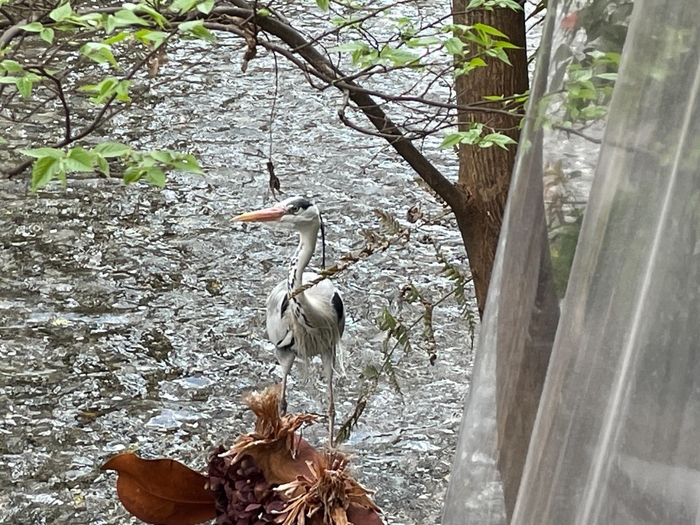 運が良ければ水浴びするアオサギの「しんちゃん」にも出会えます!