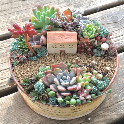 体験教室:多肉植物で小さなお庭作り by peu a peu