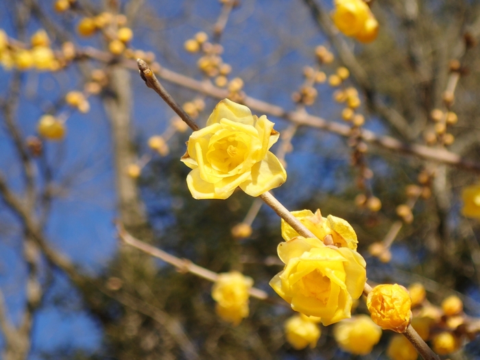 福寿臘梅 イメージ