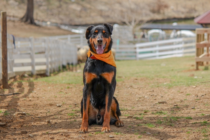 牧羊犬のジョー君