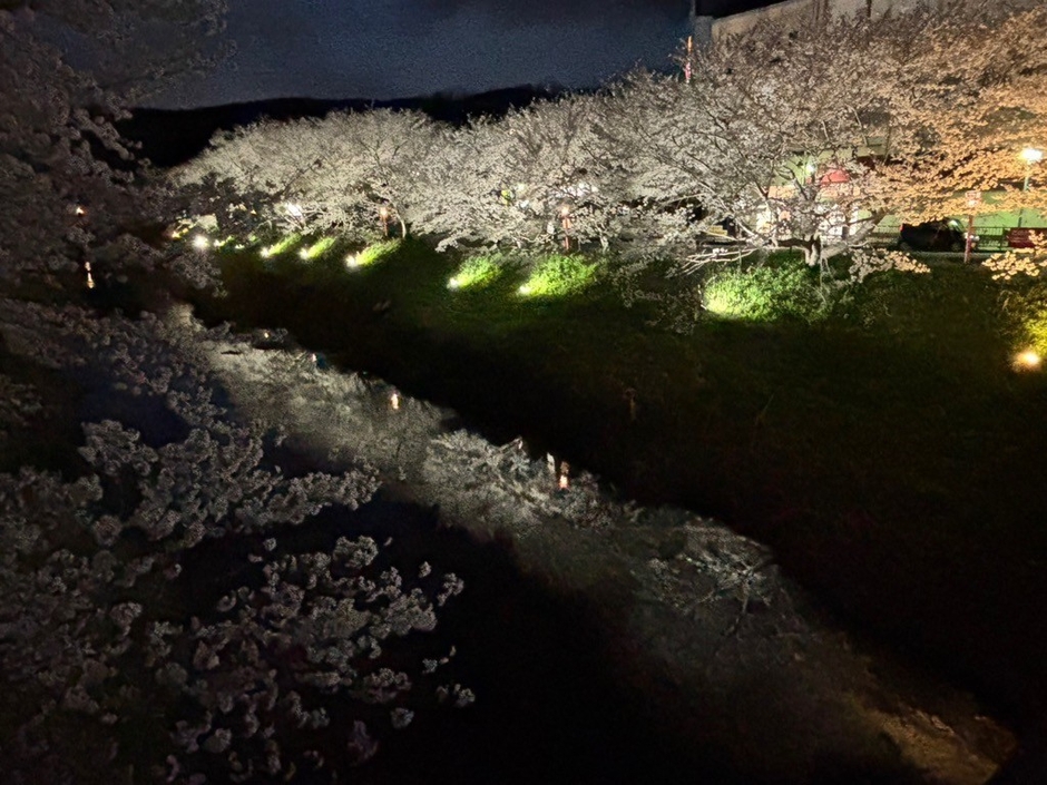 宇陀川桜並木ライトアップ（夜景）