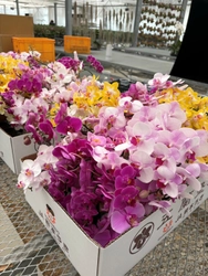 花がつなぐ、希望のリレー。
一鉢の胡蝶蘭に託された、未来への想い。
熊本・五蘭塾から被災地へ