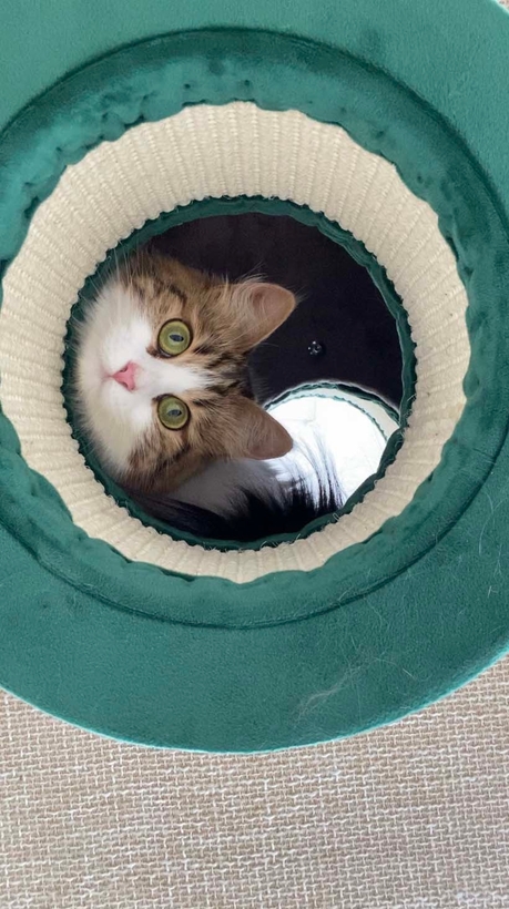 下からのぞくとかわいいお顔が!