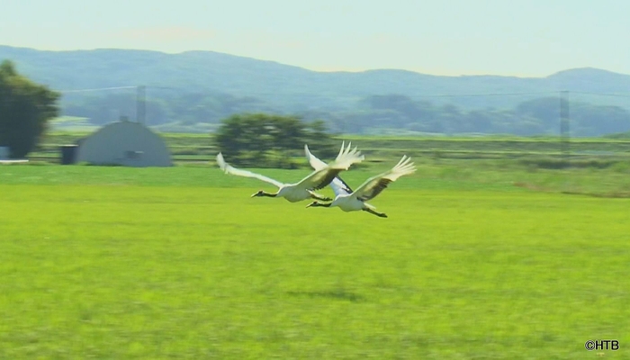 「HTBノンフィクション たづ鳴きの里～タンチョウを呼ぶ農民たちの1500日～」(C)HTB