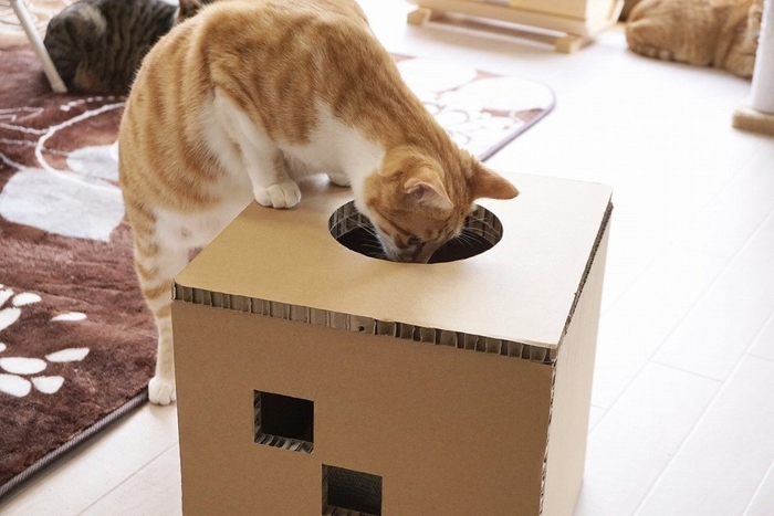 穴があったらきになるのにゃ!