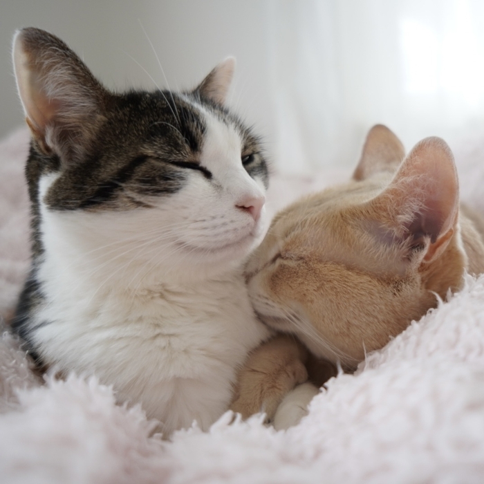 よもぎちゃん&きなこくん