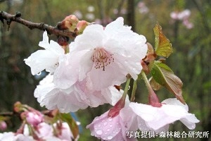 桜を通じて福島・東北等を応援する「さくらプロジェクト」　 福島で育てた桜「はるか」を宮城県気仙沼市へ寄贈