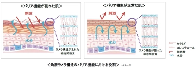 「セラミド含有ラメラ製剤」が角層のバリア機能を 向上させることを明らかに　 ～角層ラメラ構造の規則性が高まることを発見～　 第46回日本香粧品学会にて発表