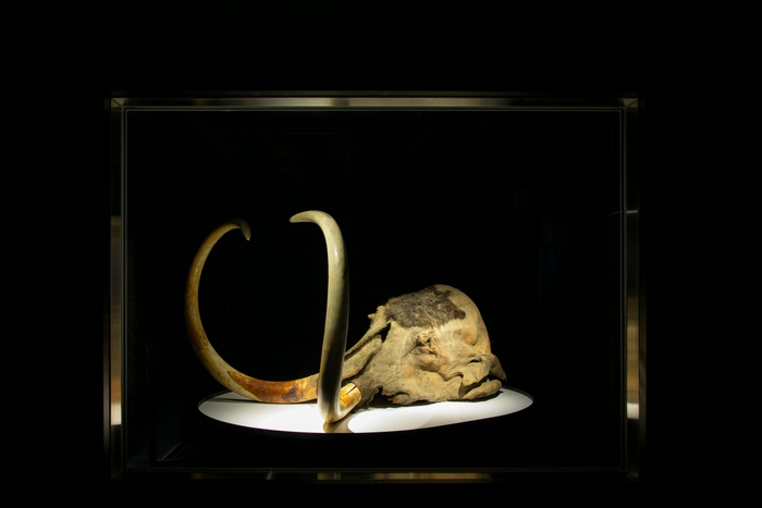 「ユカギルマンモス」(頭部冷凍標本)展示物撮影:星野泰孝(ネクステラ)