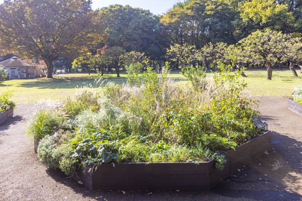 Cガーデンの様子（11月）