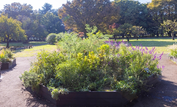 Dガーデンの様子（11月）