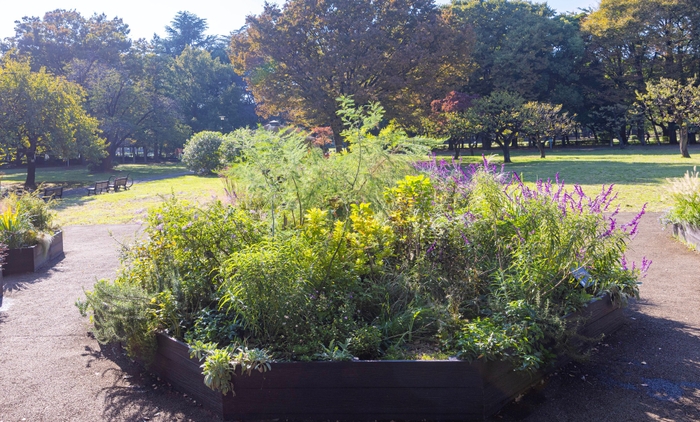 Dガーデンの様子(11月)