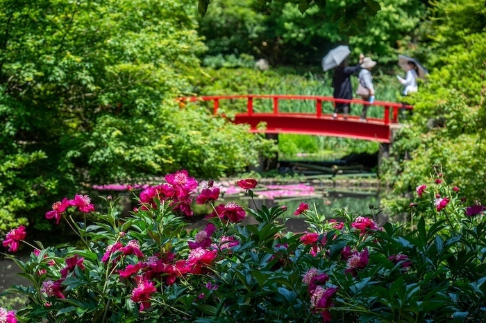 花筏と芍薬 5月
