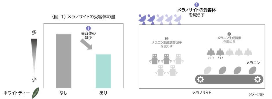 (図.1)メラノサイトの受容体の量